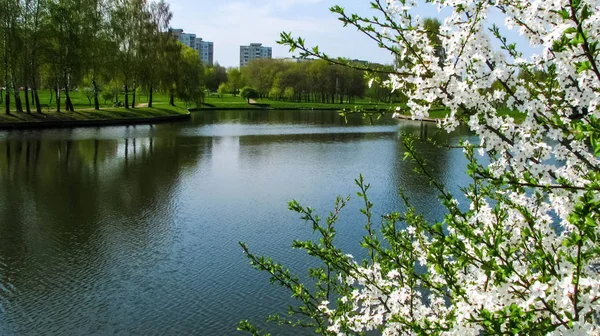 Şehir parkında nehir kenarında kiraz çiçekleri. Suyun arka planında parlak beyaz çiçekler.