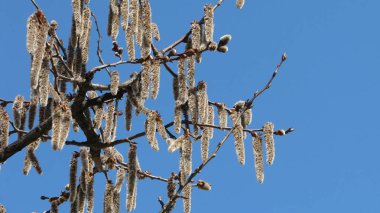 Catkins ile söğüt dalları. Erken baharda çiçekli söğüt.