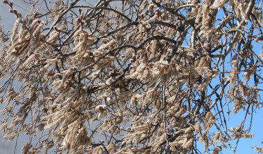 Catkins ile söğüt dalları. Erken baharda çiçekli söğüt.