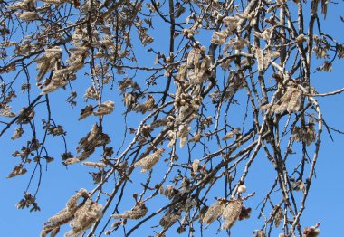 Catkins ile söğüt dalları. Erken baharda çiçekli söğüt.