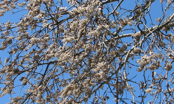 Catkins ile söğüt dalları. Erken baharda çiçekli söğüt.