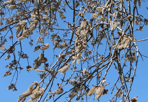 Catkins ile söğüt dalları. Erken baharda çiçekli söğüt.
