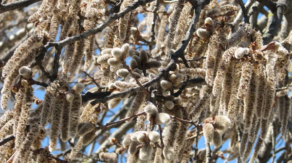 Catkins ile söğüt dalları. Erken baharda çiçekli söğüt.