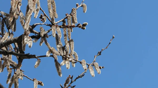 Catkins ile söğüt dalları. Erken baharda çiçekli söğüt.