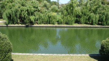 Şehrin su kanalının kıyısında ağlayan söğütler.