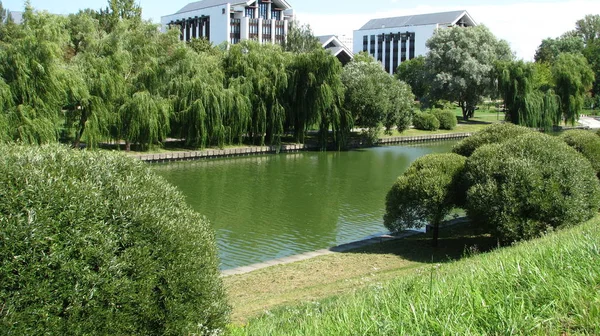 Şehrin su kanalının kıyısında ağlayan söğütler.