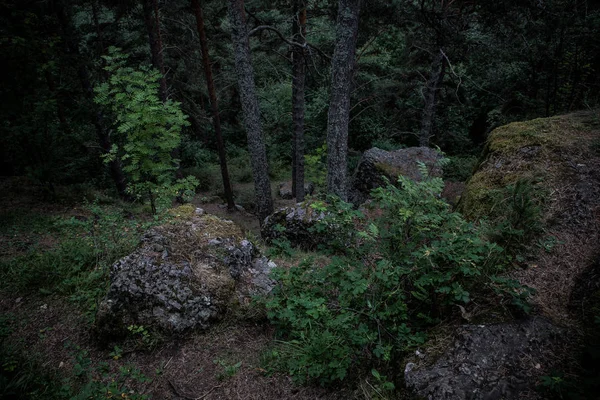 Karanlık kayalar fırtınalarına karşı ormanda yosun kaplı gökyüzü, yeşil çalılar
