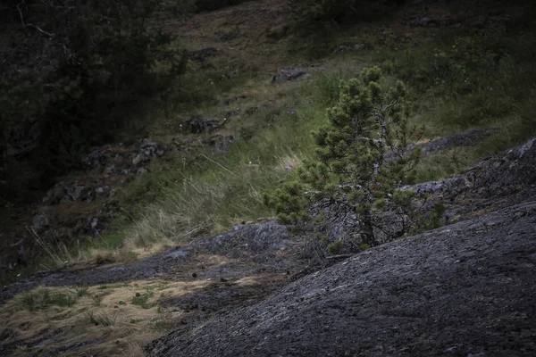 Yalnız genç çam ağacı ormanda yosun kaplı taş büyür