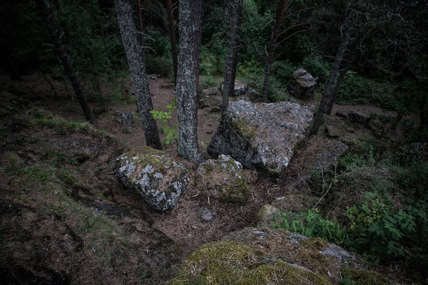 Ağaçlar ve yeşillik ile ormanda yosun kaplı kayalar