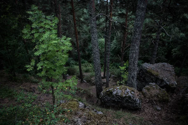 Karelia, Rusya 'da karanlık fırtına ahşap yeşil ağaç