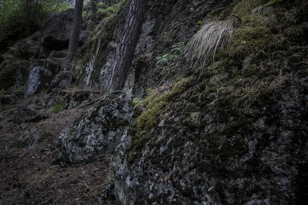 Donkere keien bedekt met mos in het bos met bomen opgroeien — Stockfoto