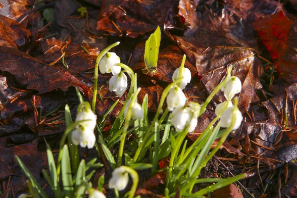 Borboleta bonita e flores de neve contra folhas caídas marrons no início da primavera — Fotografia de Stock