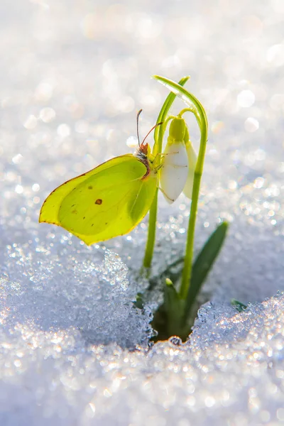 Beau papillon grimpe vers le haut des premières fleurs de déneigement sortant de la vraie neige sous le soleil brillant, vertical — Photo