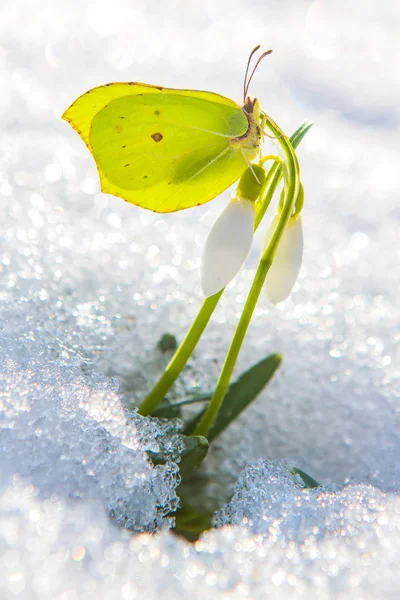 Güzel sarı kelebek gerçek kar gelen ilk bahar kardelen çiçek oturuyor.