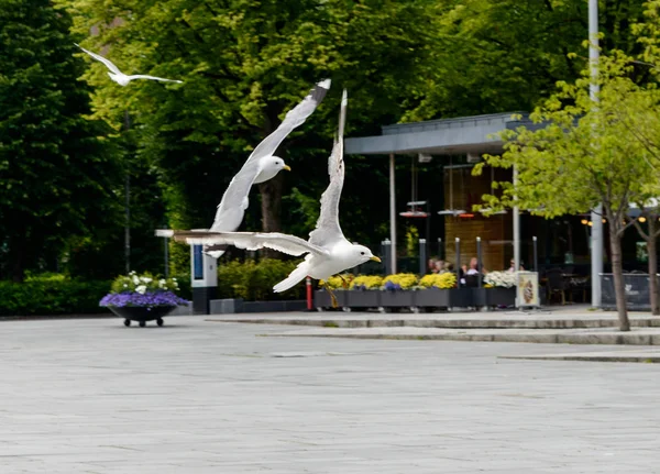 Létající ptáci v Bergen City, Norsko. — Stock fotografie