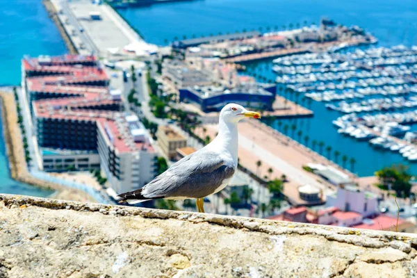 Marina with bird gull.  Alicante, Spain — Stock Photo, Image