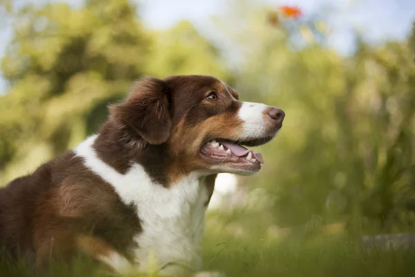 Avustralyalı çoban köpeğinin bulanık arka plan üzerinde profili 
