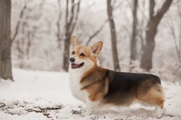 Портрет Собаки Корги Зимнем Парке Дневное Время — стоковое фото