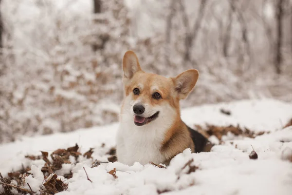 Портрет Собаки Корги Зимнем Парке Дневное Время — стоковое фото