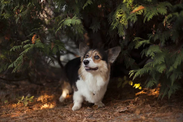 Corgi Doğurmak Köpek Ağacında Portresi Park Bırakır — Stok fotoğraf