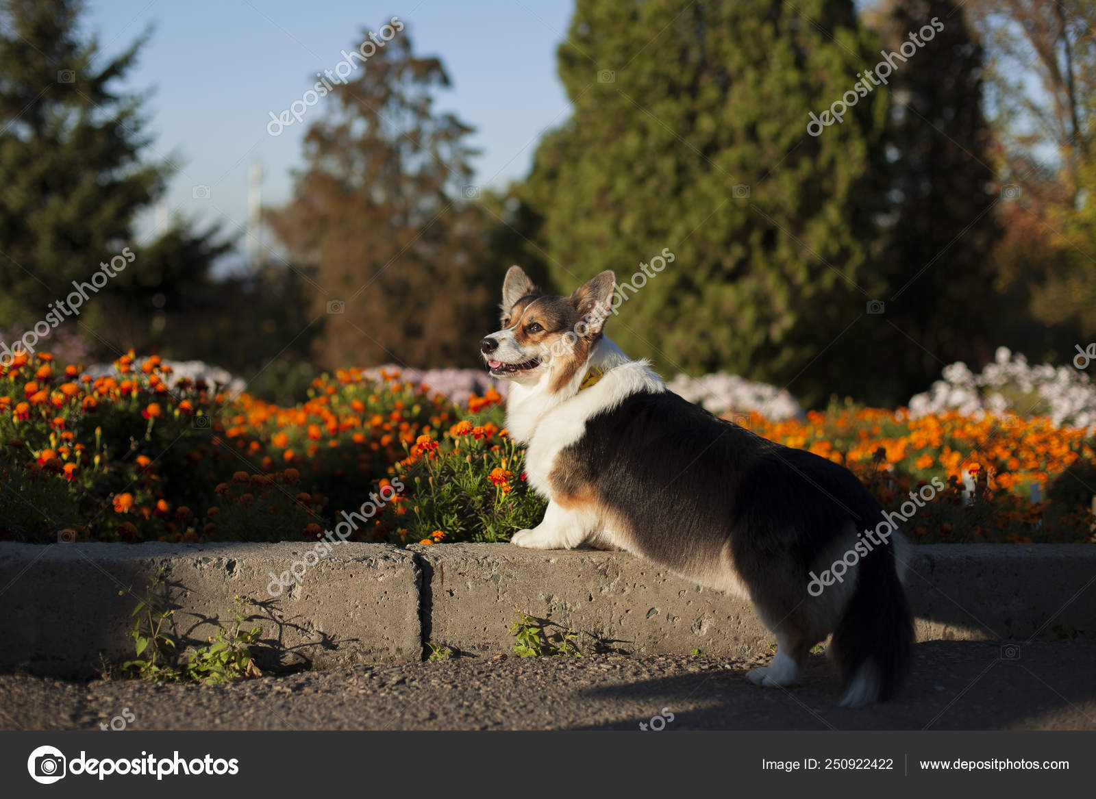 新鮮な春の公園でコーギー犬 ストック写真 C Mariaprostomaria 新鮮な春の公園でコーギー犬 ストック写真 C Mariaprostomaria