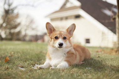 Galce corgi köpek yeşil bahar çimenlerin üzerinde portresi 