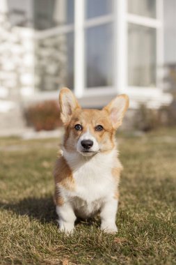 Galce corgi köpek kırsal yeşil bahçesinde üzerinde 