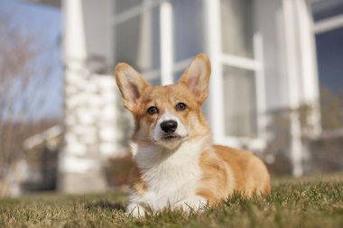Galce corgi köpek kırsal yeşil bahçesinde üzerinde 