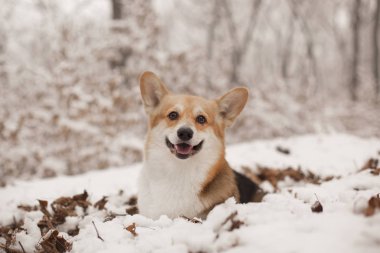 Galce corgi karlı kış Park'ta yürüyordunuz