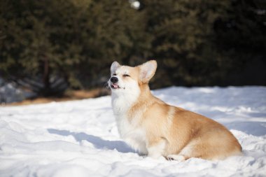 Galce corgi karlı kış Park'ta yürüyordunuz