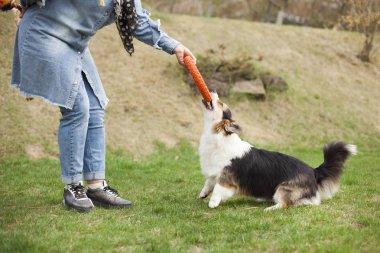Kahverengi Galce corgi oyuncak ve arka bahçe sahibi ile oynarken 