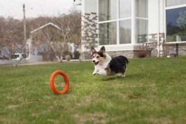 Kahverengi Galce corgi arka bahçesinde üzerinde oyuncakla oynamak 