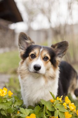 Sarı çiçekler üzerinde kahverengi Galce corgi duran portresi