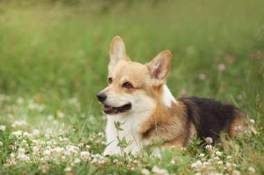 Galce corgi köpek yeşil bahar çimenlerin üzerinde portresi 
