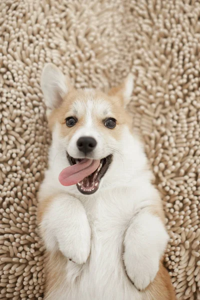 Porträtt Glad Walesiska Corgi Valp Beige Matta — Stockfoto