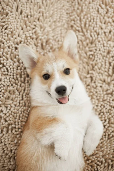 Retrato Cachorro Corgi Galés Feliz Alfombra Beige —  Fotos de Stock