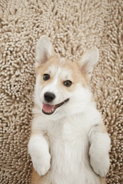 愉快的威尔士玉米小狗的画像在米色地毯 — 图库照片