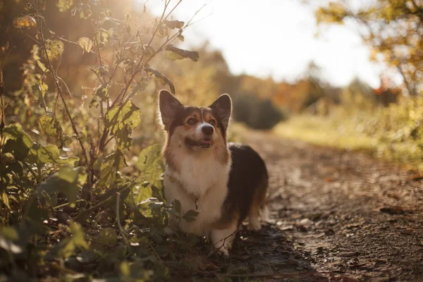 Galce corgi köpek sonbahar Park