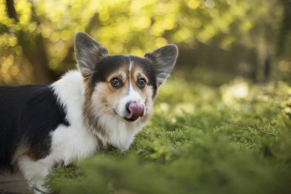 新鮮な春の公園でコーギー犬 — ストック写真