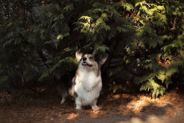 Galce corgi köpek taze bahar Parkı