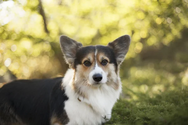 新鮮な春の公園でコーギー犬 — ストック写真