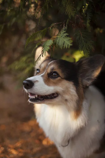 Ουαλλέζικο Corgi Σκυλιών Στο Πάρκο Φθινόπωρο — Φωτογραφία Αρχείου