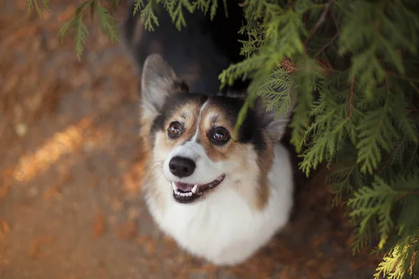 Galce Corgi Köpek Sonbahar Park — Stok fotoğraf