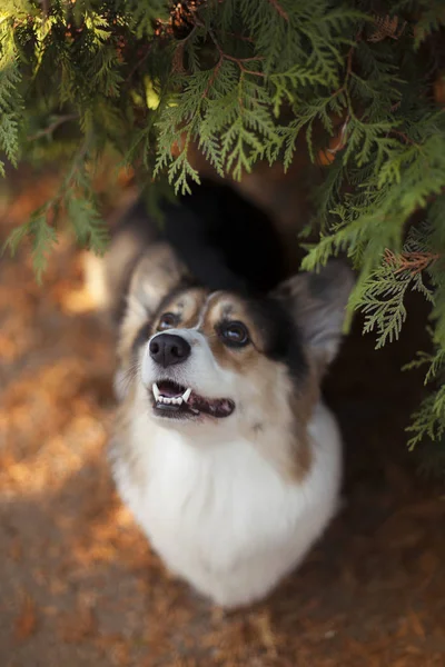 Ønsker Corgi Hund Velkommen Høstparken – stockfoto