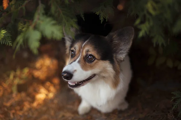 Galce corgi köpek sonbahar Park