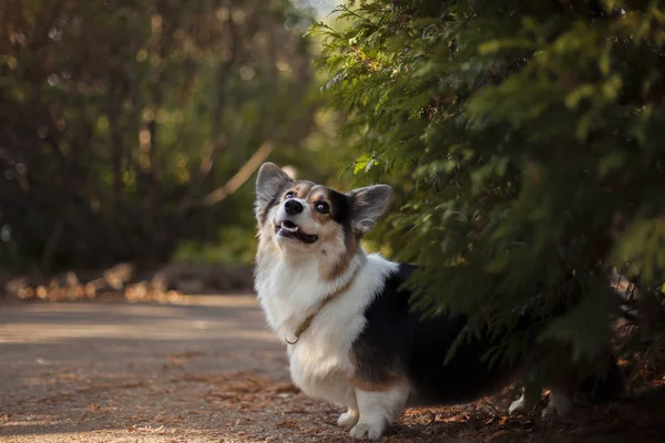 Walijski Corgi Psa Parku Jesień — Zdjęcie stockowe