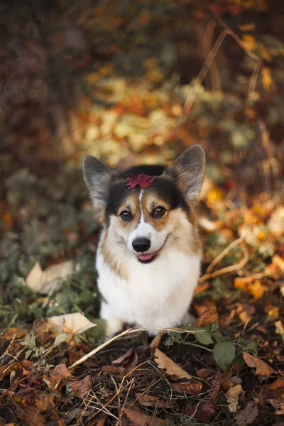 Welsh Corgi Dog Autumn Park — Stock Photo, Image