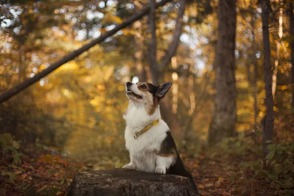 Ουαλλέζικο Corgi Σκυλιών Στο Πάρκο Φθινόπωρο — Φωτογραφία Αρχείου