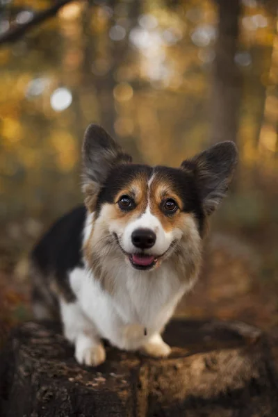 Ουαλλέζικο Corgi Σκυλιών Στο Πάρκο Φθινόπωρο — Φωτογραφία Αρχείου