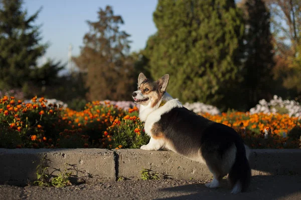 Ουαλλέζικο Corgi Σκυλιών Στο Πάρκο Άνοιξη Φρέσκα — Φωτογραφία Αρχείου